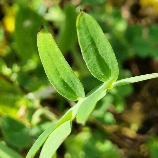 Lathyrus hirsutus List