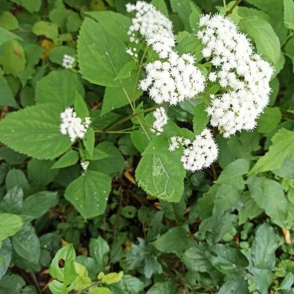 Ageratina altissima Blad