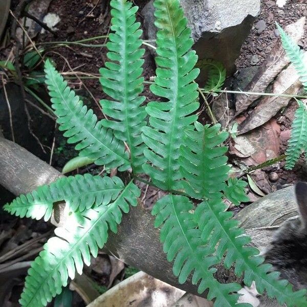 Pteris fauriei Leaf