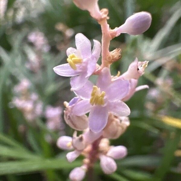 Liriope spicata Flor