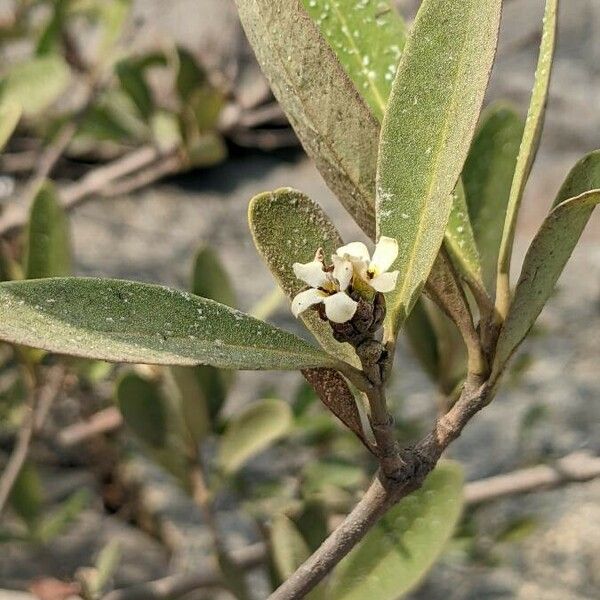 Avicennia germinans Цвят