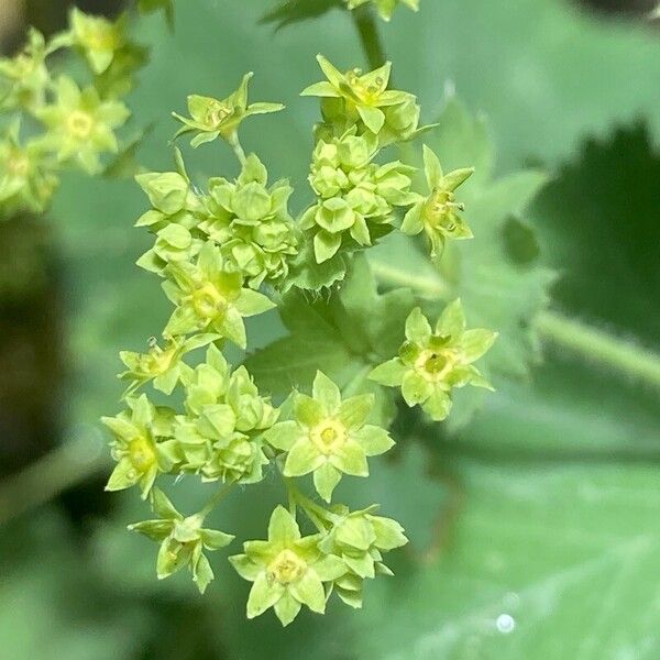 Alchemilla mollis Õis