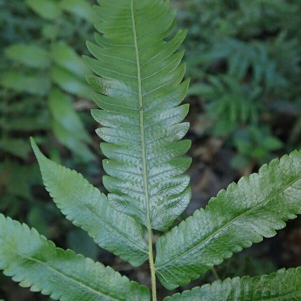 Thelypteris afra Листок