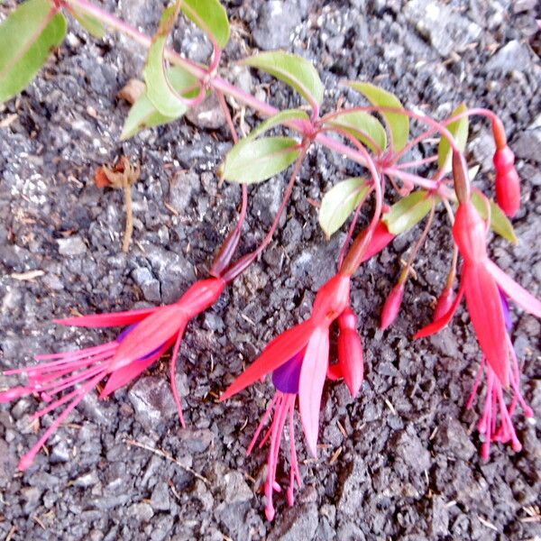 Fuchsia magellanica Blomst