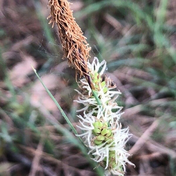 Carex flacca ᱵᱟᱦᱟ