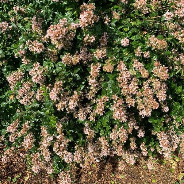 Abelia chinensis Характер