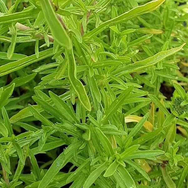 Mentha cervina Feuille