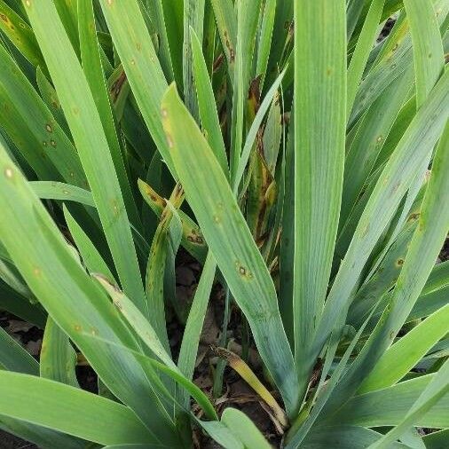 Iris albicans Foglia