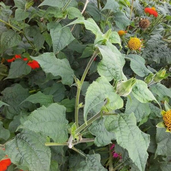 Tithonia rotundifolia पत्ता