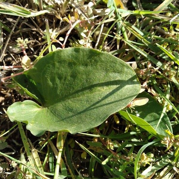 Arisarum vulgare 叶