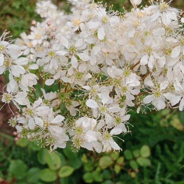 Filipendula vulgaris Kvet