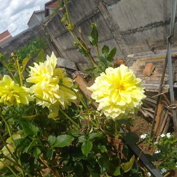 Dahlia × cultorum Flower