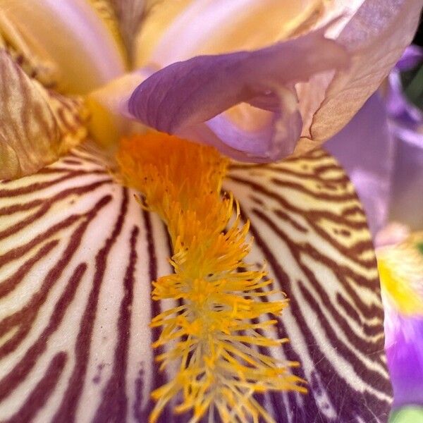 Iris variegata Flor