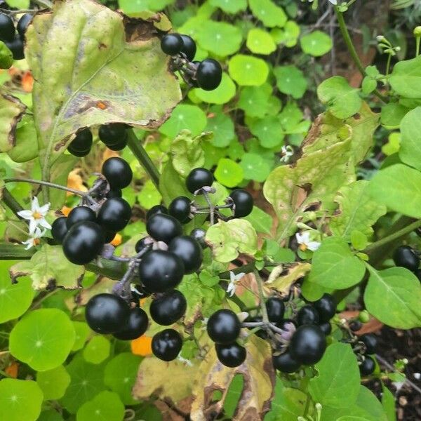 Solanum scabrum Plod