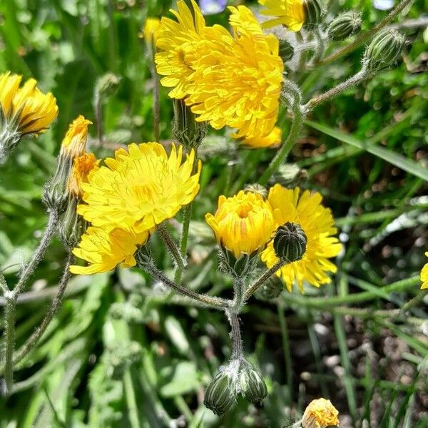 Crepis setosa Kwiat