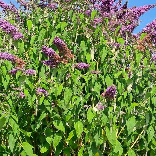 Buddleja americana Leaf