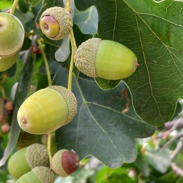 Quercus robur ফল