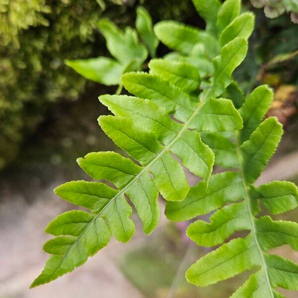 Polypodium vulgare Folha