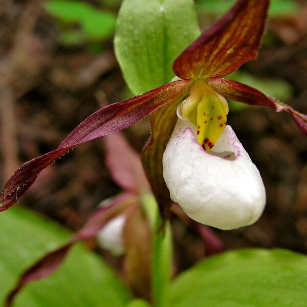 Cypripedium montanum Flower