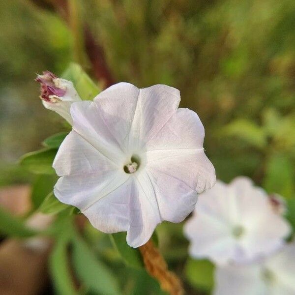 Ipomoea obscura Flor