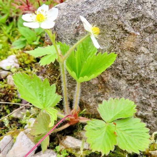 Fragaria vesca Folha