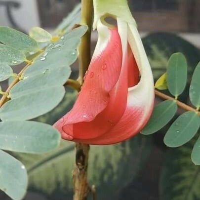 Sesbania grandiflora ফুল