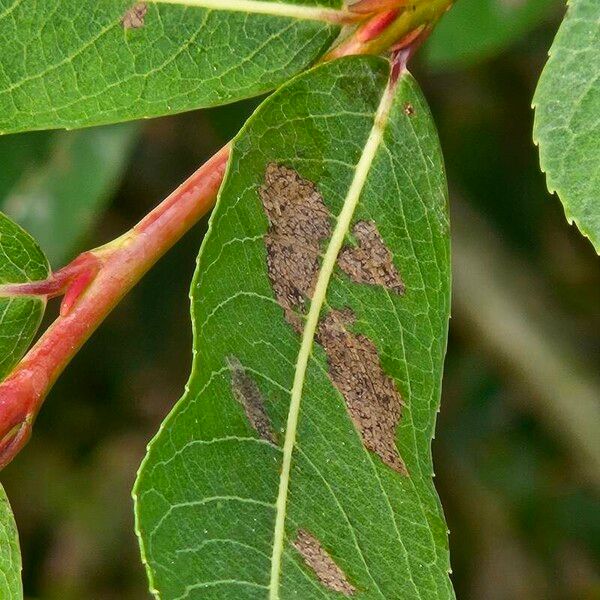 Salix purpurea Blatt