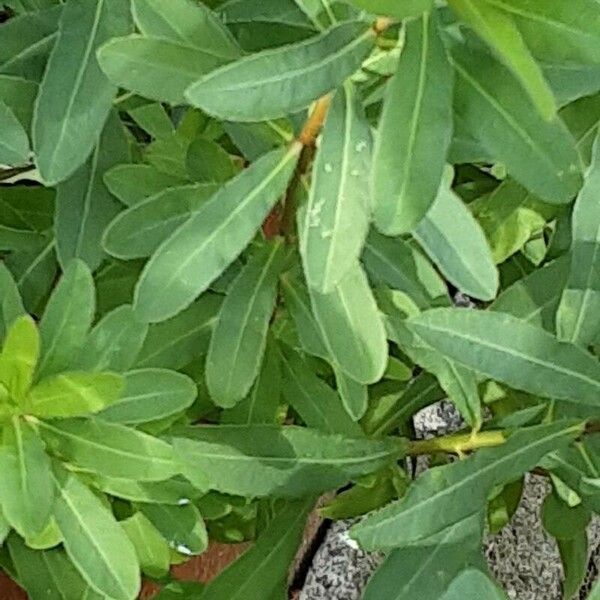 Euphorbia epithymoides Leaf