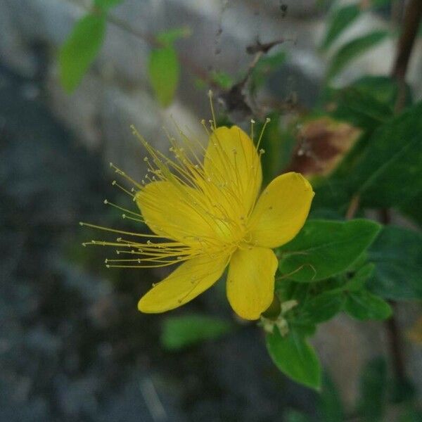 Hypericum hircinum 花