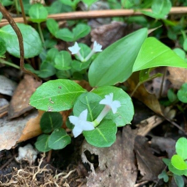 Mitchella repens Цвят