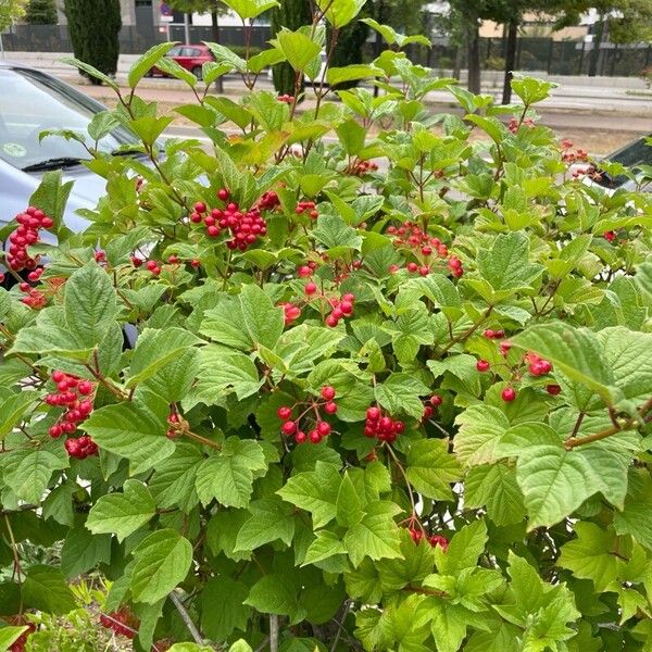 Viburnum trilobum फल