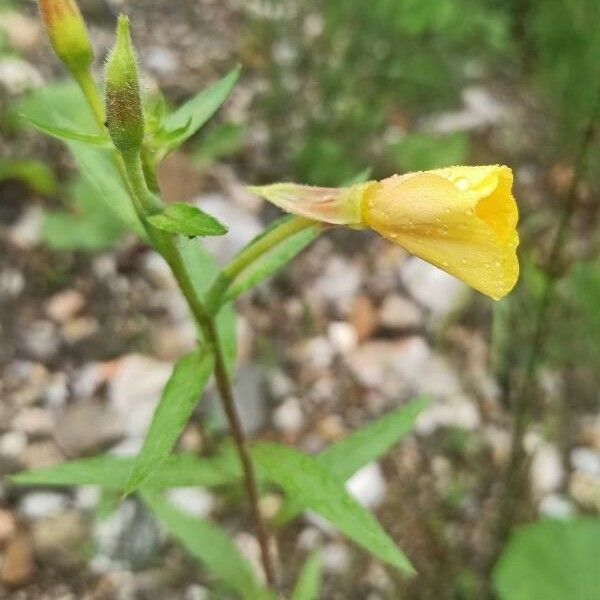 Oenothera biennis Fleur