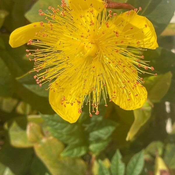 Hypericum calycinum Кветка