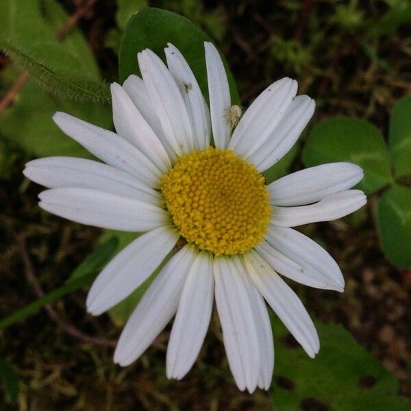 Leucanthemum vulgare Flor