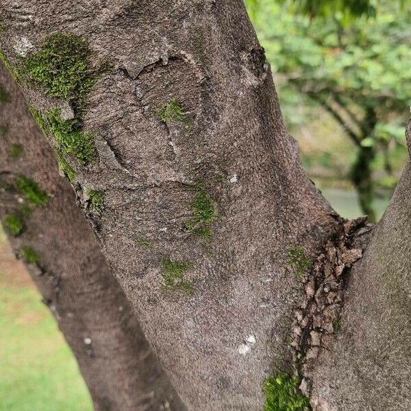 Protium heptaphyllum Bark