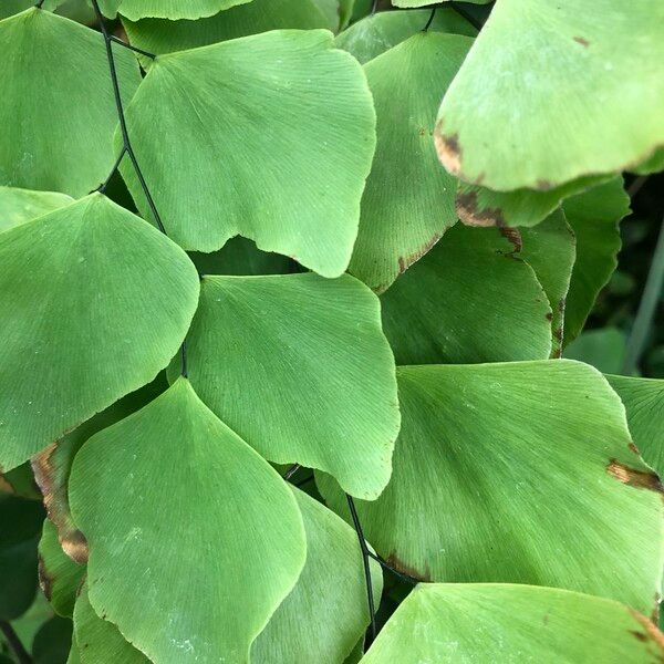 Adiantum peruvianum Leaf