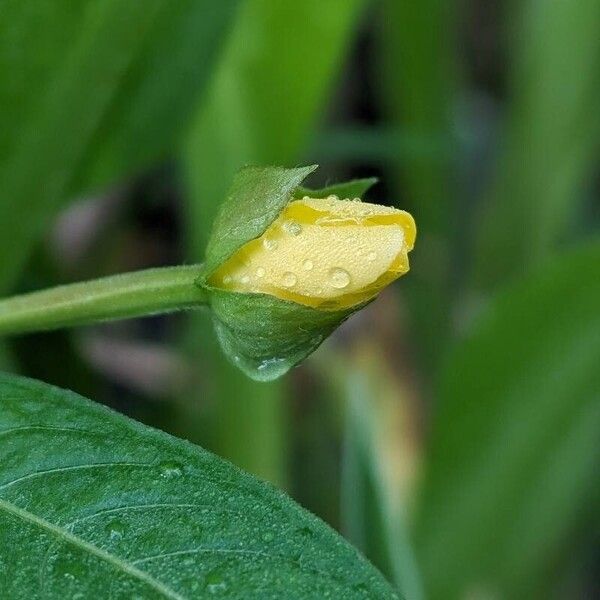 Ludwigia octovalvis Цветок