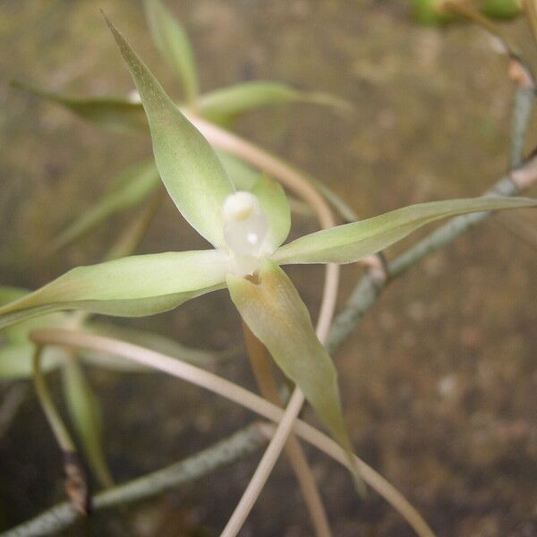 Aerangis bouarensis 花