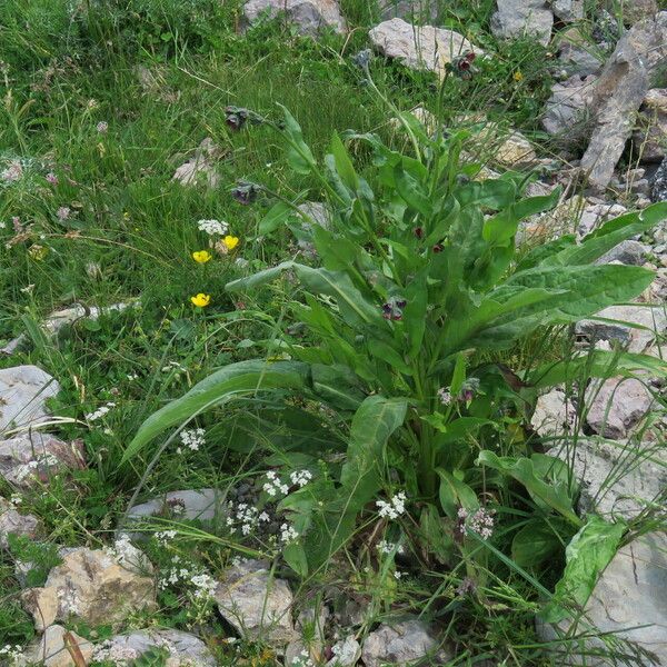 Cynoglossum officinale Natur