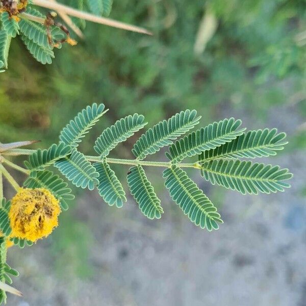 Vachellia nilotica Лист