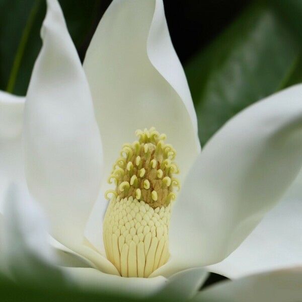 Magnolia grandiflora फूल