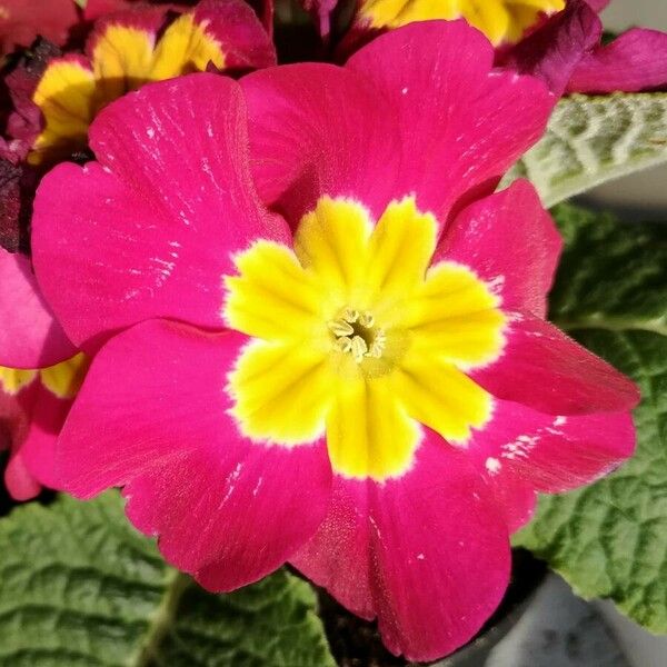 Primula vulgaris Flower