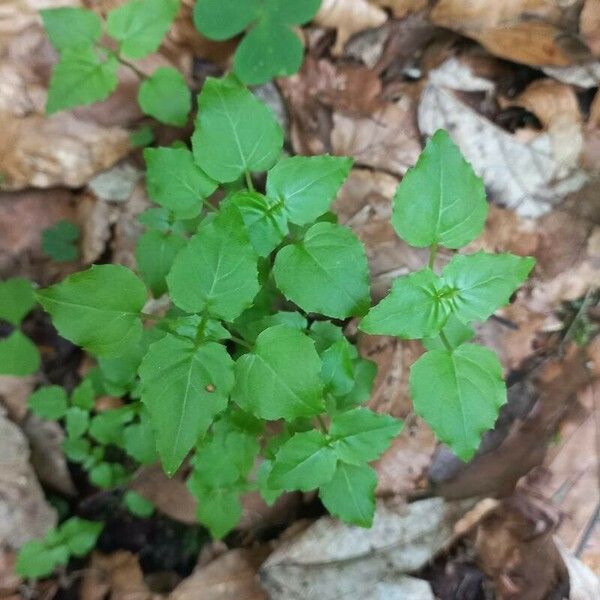 Circaea alpina Habit