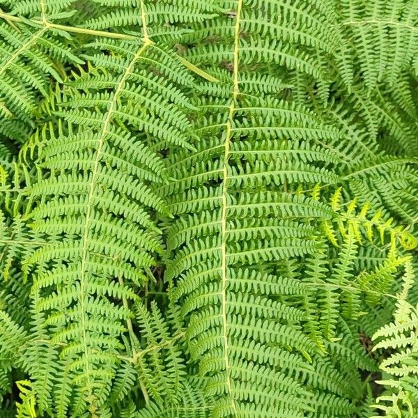 Pteridium aquilinum ᱥᱟᱠᱟᱢ