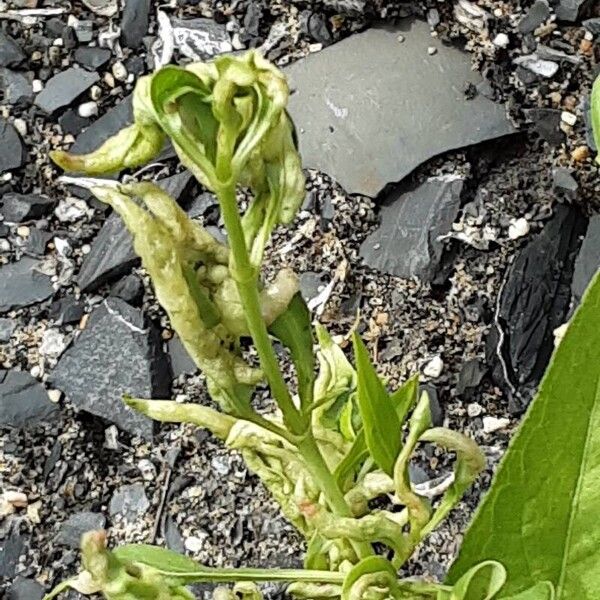 Persicaria lapathifolia Blad