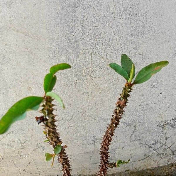 Euphorbia milii Blad