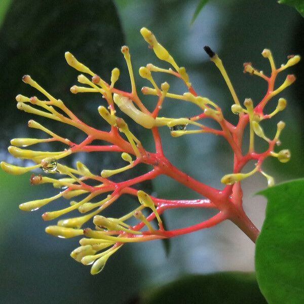 Palicourea crocea Flower