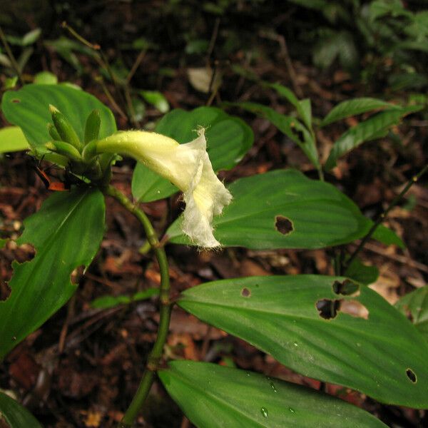 Chamaecostus congestiflorus Flower