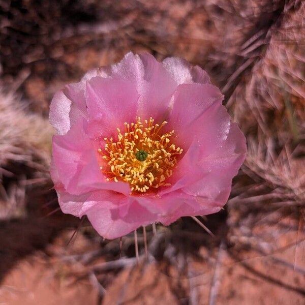 Opuntia polyacantha Flower