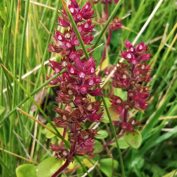 Thymus pulegioides Flower